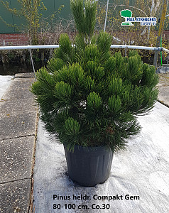 Pinus heldr. Compakt Gem