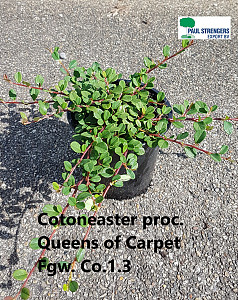 Cotoneaster proc. Queens of Carpet