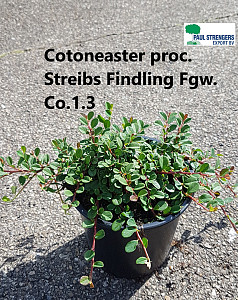 Cotoneaster proc. Streib's Findling