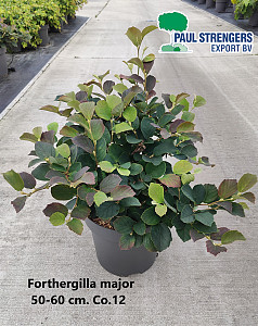 Forthergilla major