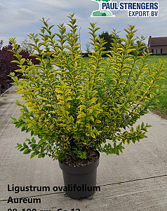 Ligustrum ovalifolium Aureum