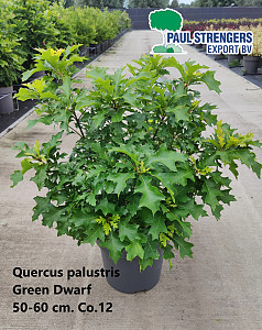 Quercus palustris Green Dwarf