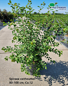 Spiraea vanhouttei