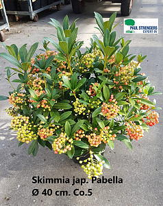 Skimmia jap. Pabella  