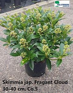 Skimmia jap. Fragant Cloud