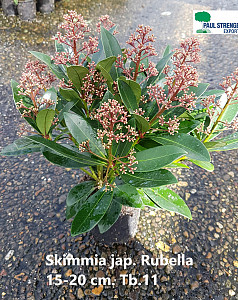 Skimmia jap. Rubella 