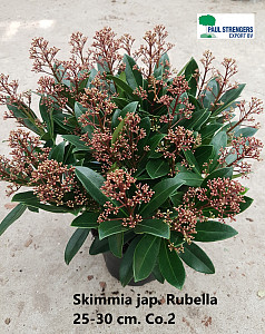 Skimmia jap. Rubella  