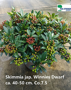 Skimmia jap. Winnies Dwarf 