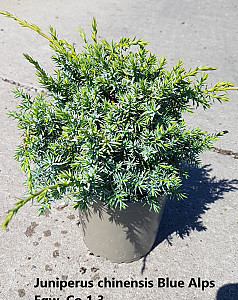 Juniperus chinensis Blue Alps