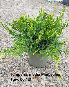 Juniperus media Mint Julep