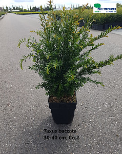 Taxus baccata