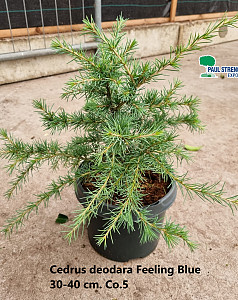 Cedrus deodara Feeling Blue