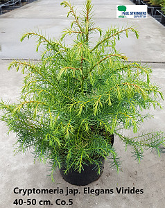 Cryptomeria jap. Elegans Virides