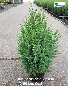 Juniperus chinensis Stricta