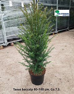 Taxus baccata