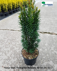 Taxus bacc. Fastigiata Robusta