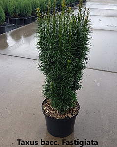 Taxus bacc. Fastigiata