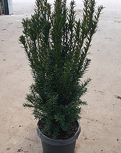 Taxus media Hillii  