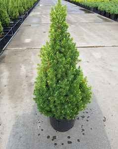 Picea glauca Conica