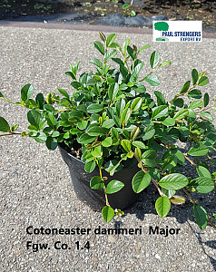 Cotoneaster dammeri Major