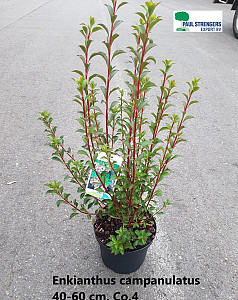 Enkianthus campanulatus