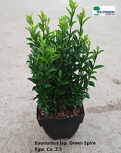 Euonymus jap. Green Spire